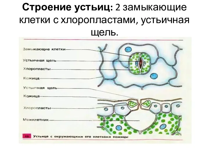 Строение устьиц: 2 замыкающие клетки с хлоропластами, устьичная щель.