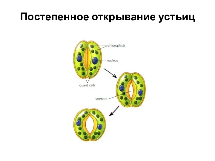 Постепенное открывание устьиц