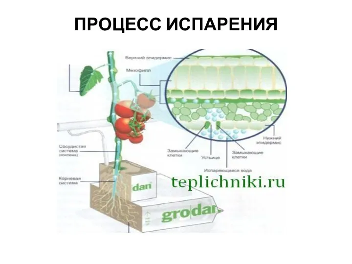 ПРОЦЕСС ИСПАРЕНИЯ