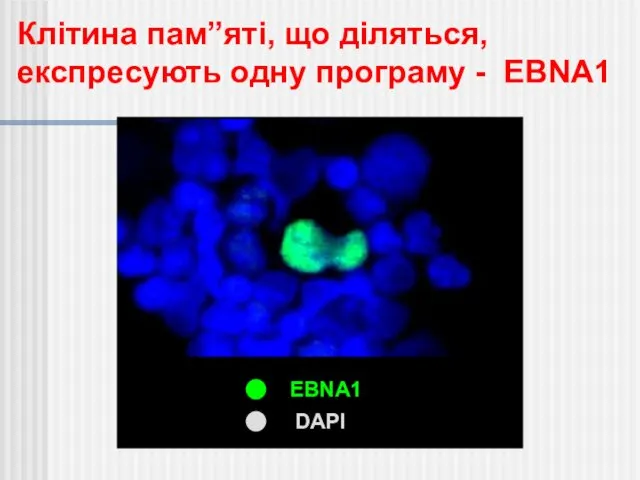 EBNA1 DAPI Клітина пам”яті, що діляться, експресують одну програму - EBNA1