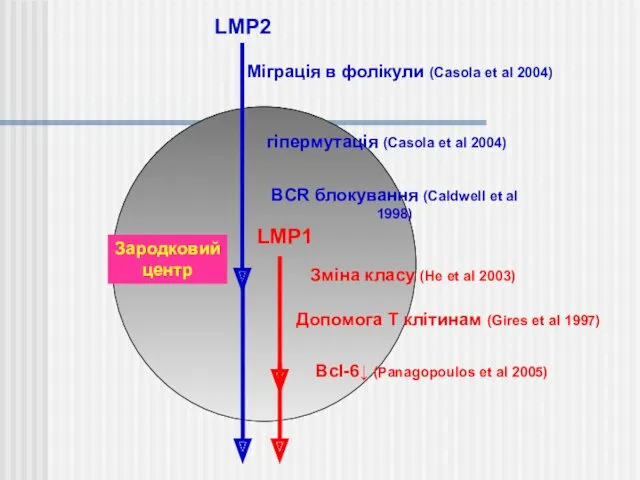 гіпермутація (Casola et al 2004) Зміна класу (He et al 2003) Bcl-6↓ (Panagopoulos