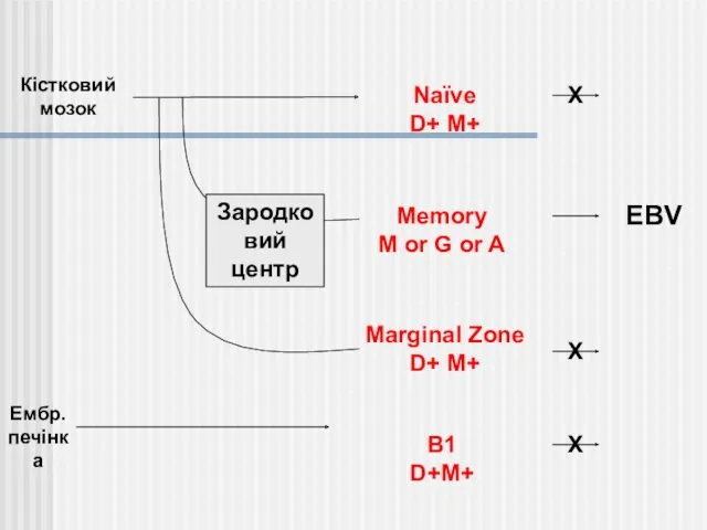 Memory M or G or A EBV Marginal Zone D+ M+ B1 D+M+