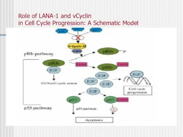 Role of LANA-1 and vCyclin in Cell Cycle Progression: A Schematic Model