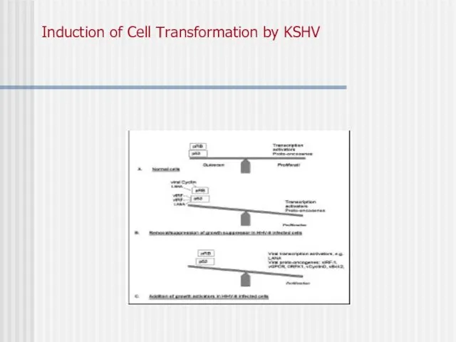 Induction of Cell Transformation by KSHV