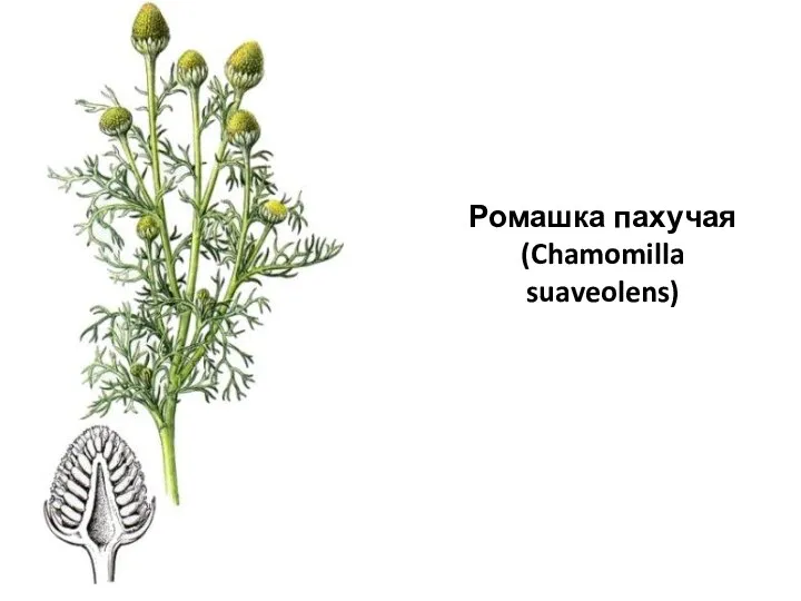 Ромашка пахучая (Chamomilla suaveolens)