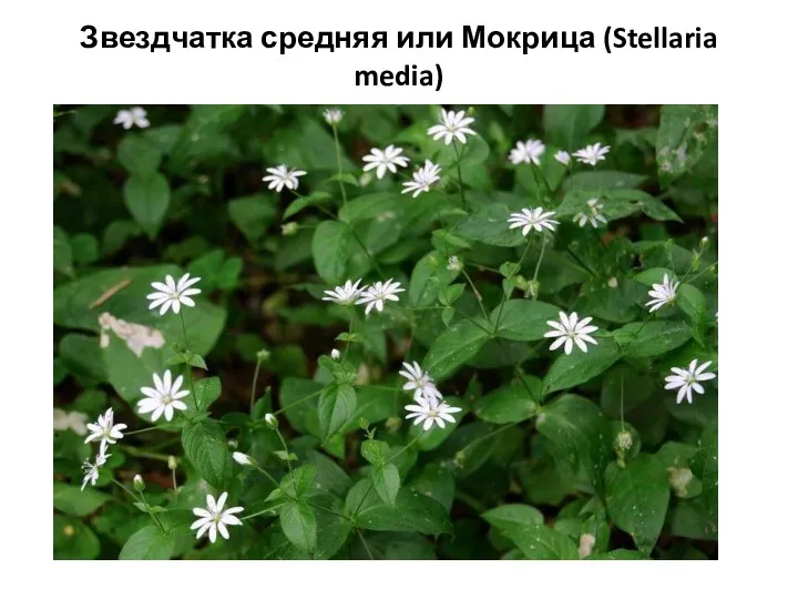 Звездчатка средняя или Мокрица (Stellaria media)