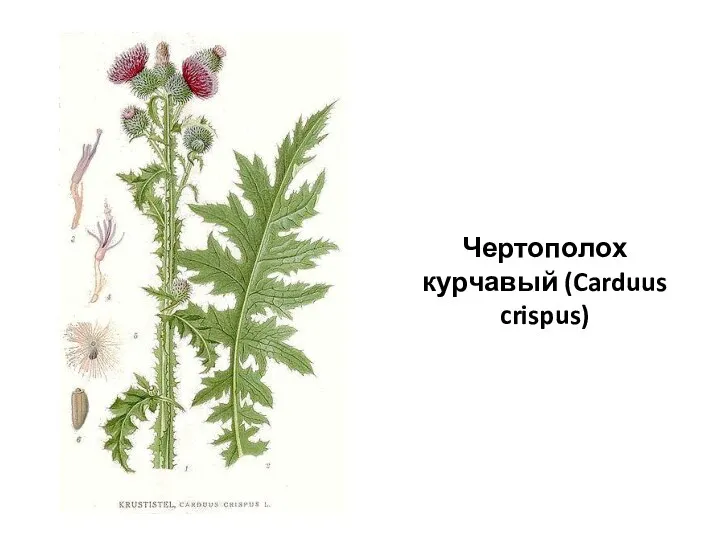 Чертополох курчавый (Carduus crispus)