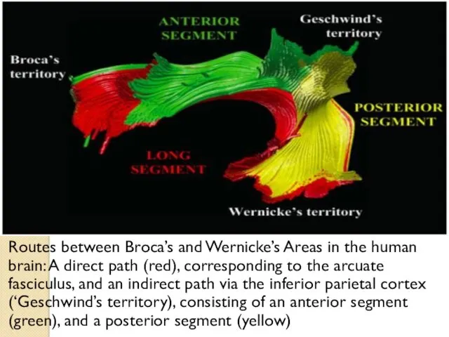 Routes between Broca’s and Wernicke’s Areas in the human brain: A direct path
