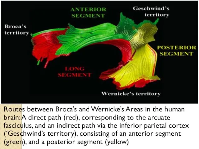 Routes between Broca’s and Wernicke’s Areas in the human brain: