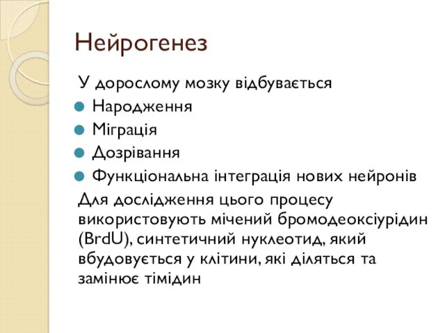 Нейрогенез У дорослому мозку відбувається Народження Міграція Дозрівання Функціональна інтеграція