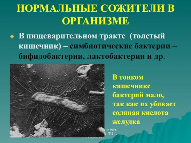 Макарьева Н.А. - учитель биологии МОУ СОШ №1 г.Георгиевск В пищеварительном тракте (толстый