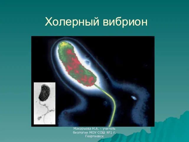 Макарьева Н.А. - учитель биологии МОУ СОШ №1 г.Георгиевск Холерный вибрион