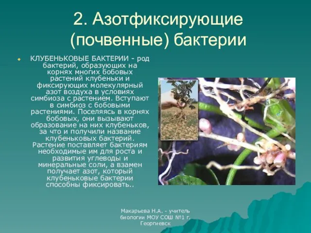 Макарьева Н.А. - учитель биологии МОУ СОШ №1 г.Георгиевск 2. Азотфиксирующие (почвенные) бактерии