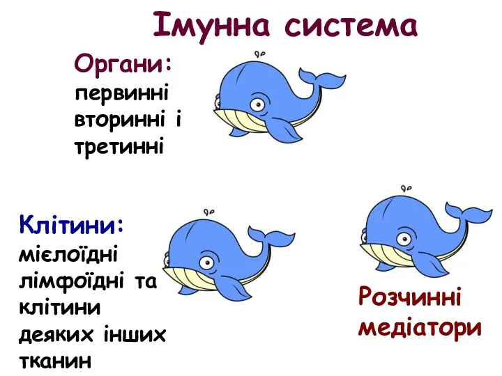 Імунна система Органи: первинні вторинні і третинні Клітини: мієлоїдні лімфоїдні