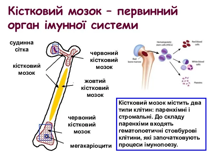 Кістковий мозок – первинний орган імунної системи судинна сітка червоний