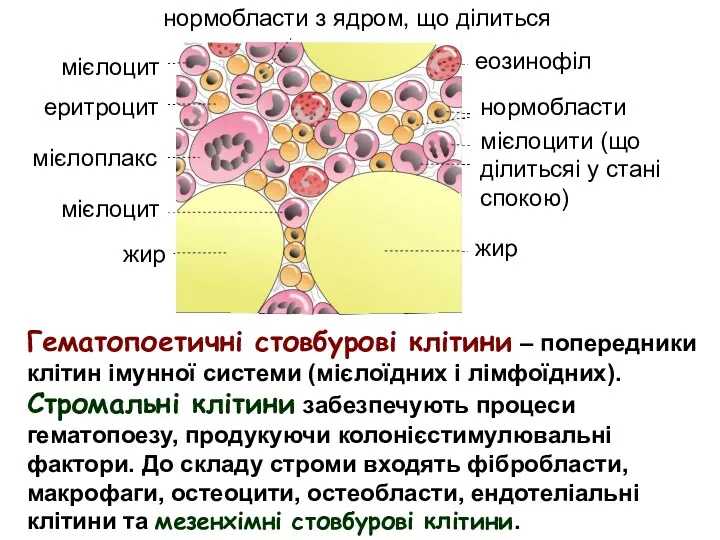 нормобласти з ядром, що ділиться мієлоцит еритроцит мієлоплакс мієлоцит еозинофіл