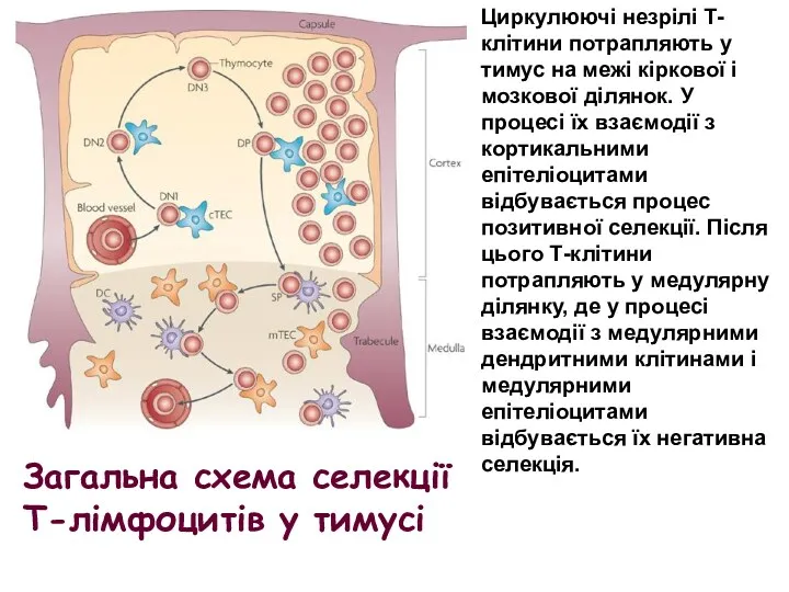 Циркулюючі незрілі Т-клітини потрапляють у тимус на межі кіркової і