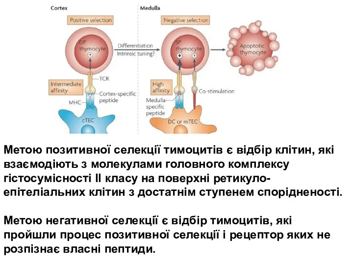 Метою позитивної селекції тимоцитів є відбір клітин, які взаємодіють з