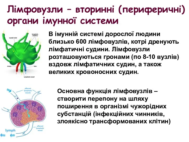 В імунній системі дорослої людини близько 600 лімфовузлів, котрі дренують