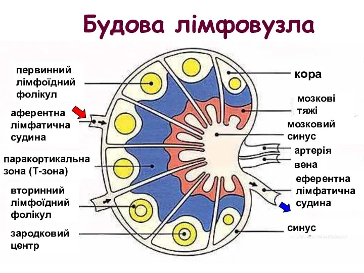 Будова лімфовузла кора первинний лімфоїдний фолікул аферентна лімфатична судина паракортикальна