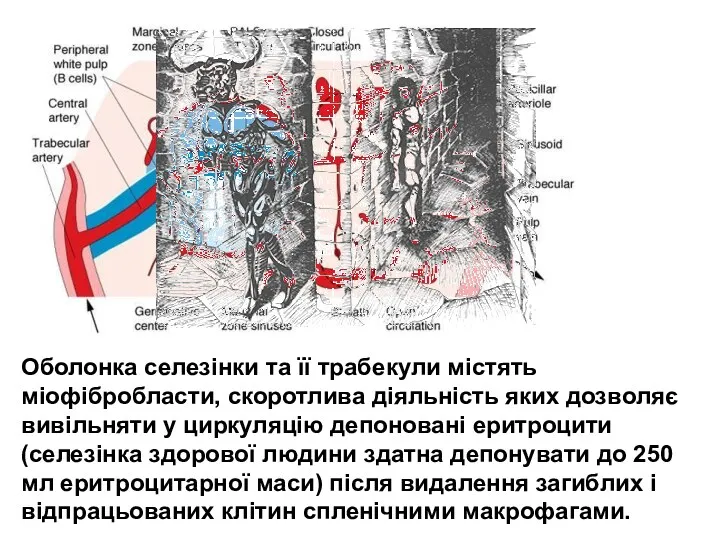 Оболонка селезінки та її трабекули містять міофібробласти, скоротлива діяльність яких