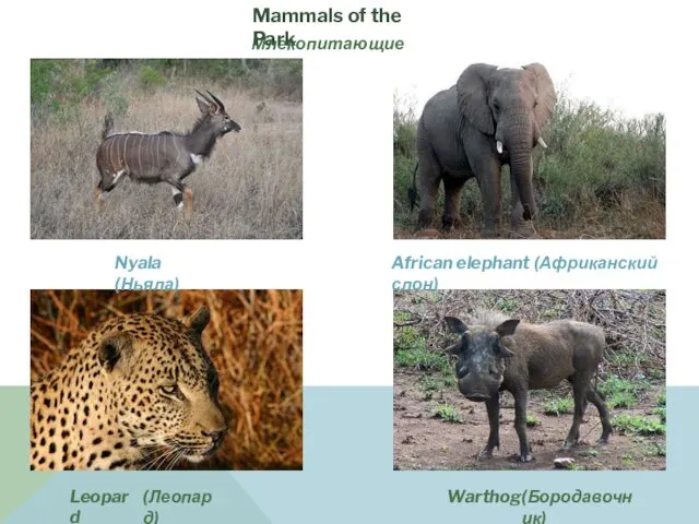 Млекопитающие парка Nyala (Ньяла) African elephant (Африканский слон) (Леопард) Warthog Leopard (Бородавочник) Mammals of the Park