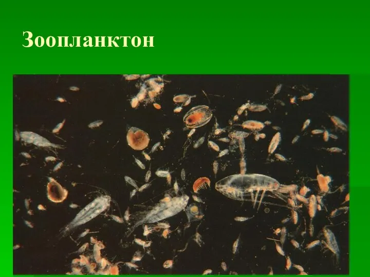 Зоопланктон