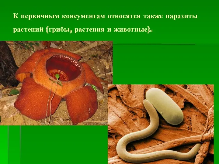 К первичным консументам относятся также паразиты растений (грибы, растения и животные).