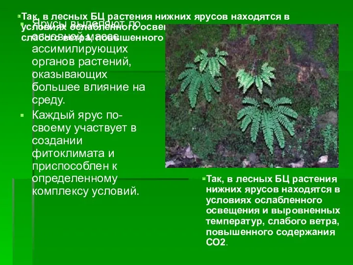 Так, в лесных БЦ растения нижних ярусов находятся в условиях