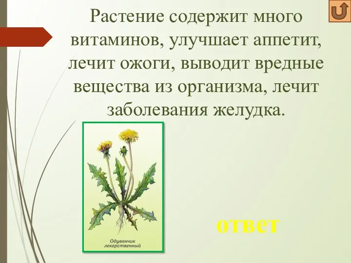 Растение содержит много витаминов, улучшает аппетит, лечит ожоги, выводит вредные вещества из организма,