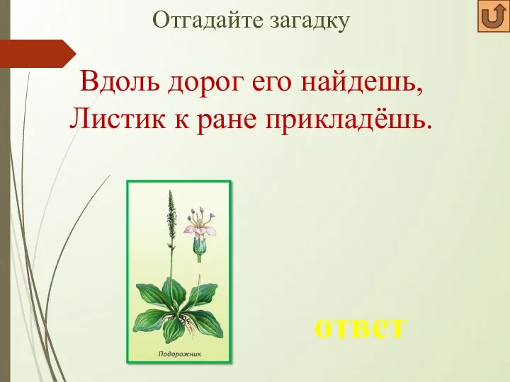 Отгадайте загадку ответ Вдоль дорог его найдешь, Листик к ране прикладёшь.