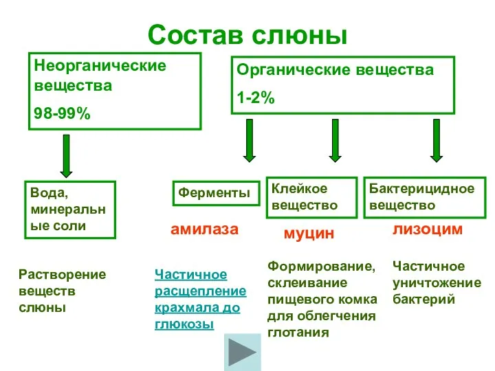 Состав слюны Ферменты Частичное расщепление крахмала до глюкозы Клейкое вещество