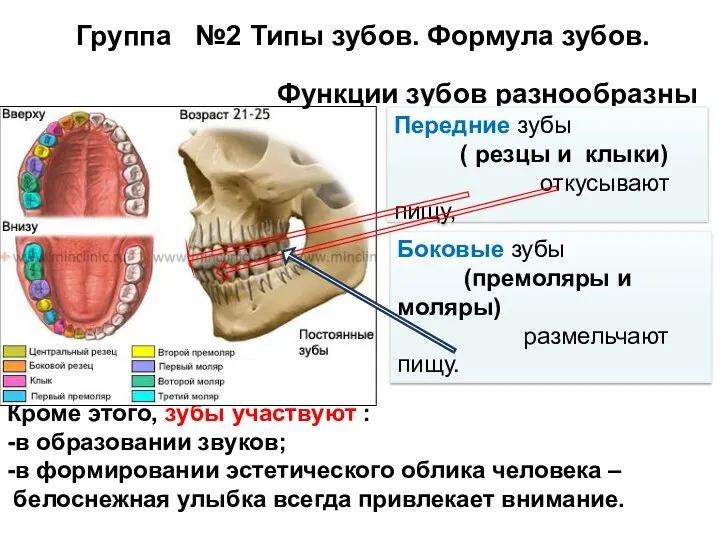 Группа №2 Типы зубов. Формула зубов. Кроме этого, зубы участвуют