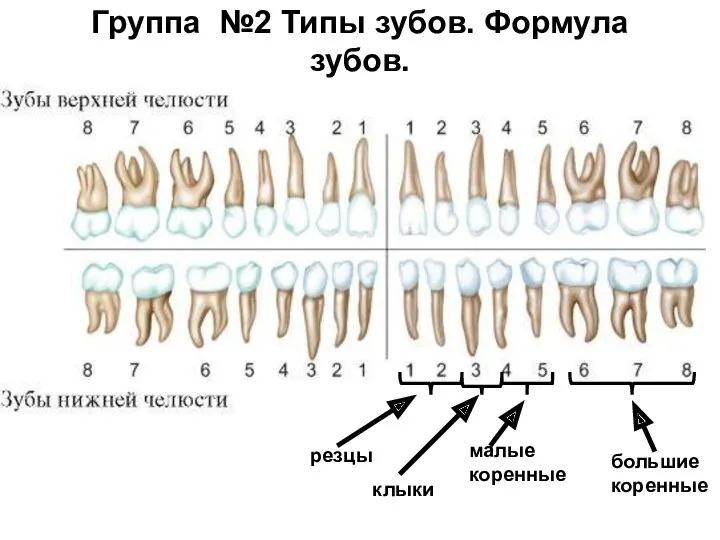 Группа №2 Типы зубов. Формула зубов. резцы клыки малые коренные большие коренные