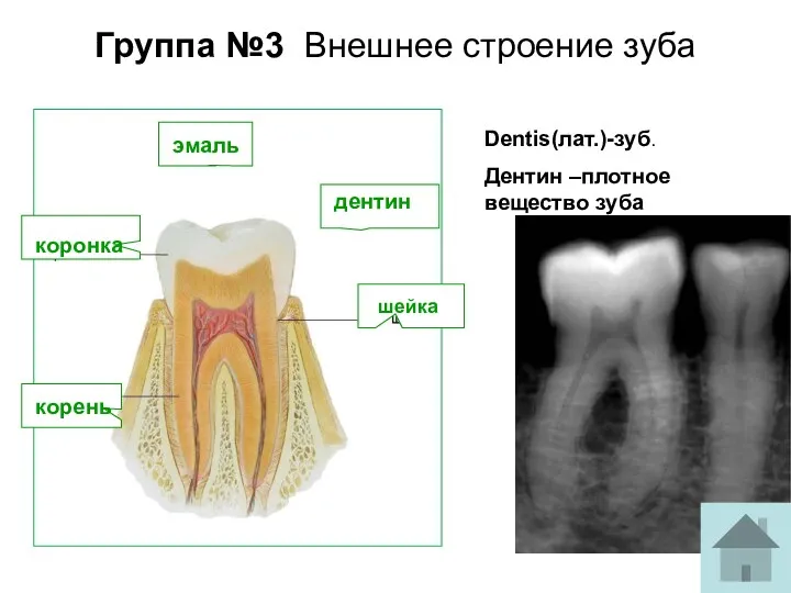 Группа №3 Внешнее строение зуба Dentis(лат.)-зуб. Дентин –плотное вещество зуба шейка коронка корень дентин эмаль