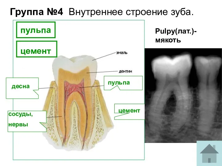 Группа №4 Внутреннее строение зуба. пульпа сосуды, нервы десна цемент Pulpy(лат.)-мякоть пульпа цемент