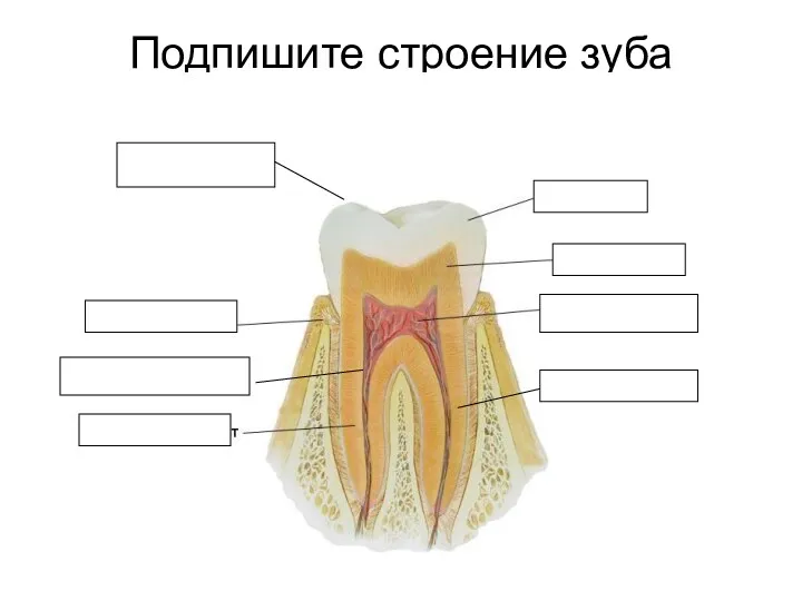 Подпишите строение зуба