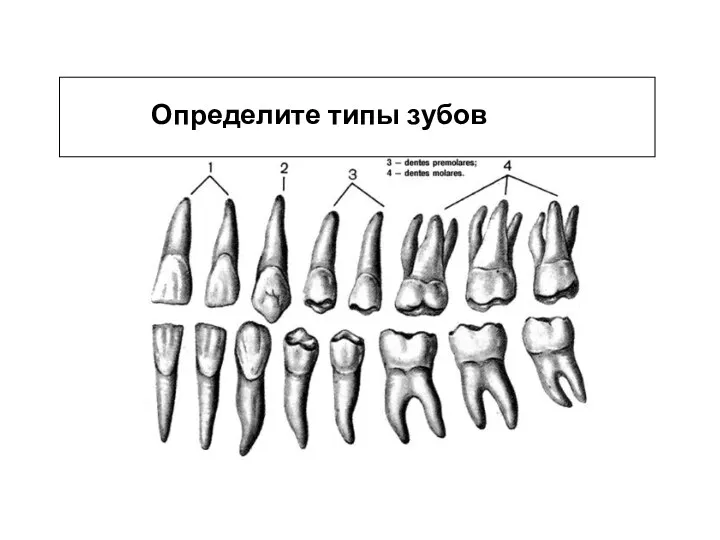 Определите типы зубов