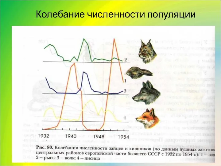 Колебание численности популяции