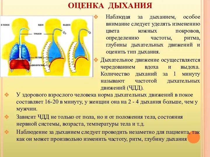 ОЦЕНКА ДЫХАНИЯ Наблюдая за дыханием, особое внимание следует уделять изменению