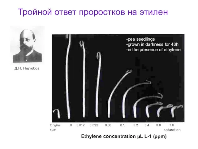 Ethylene concentration µL L-1 (ppm) -pea seedlings -grown in darkness