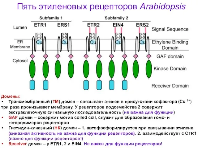 Пять этиленовых рецепторов Arabidopsis Домены: Трансмембранный (ТМ) домен – связывает