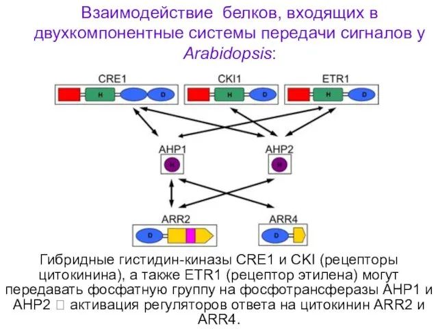 Гибридные гистидин-киназы CRE1 и CKI (рецепторы цитокинина), а также ETR1