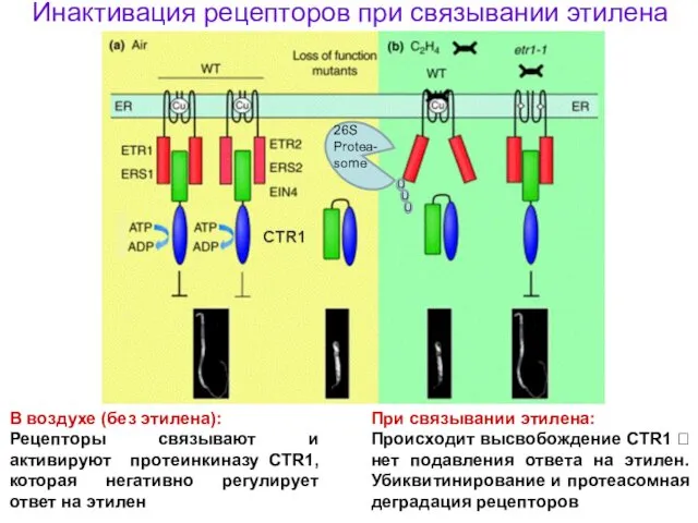 В воздухе (без этилена): Рецепторы связывают и активируют протеинкиназу CTR1,