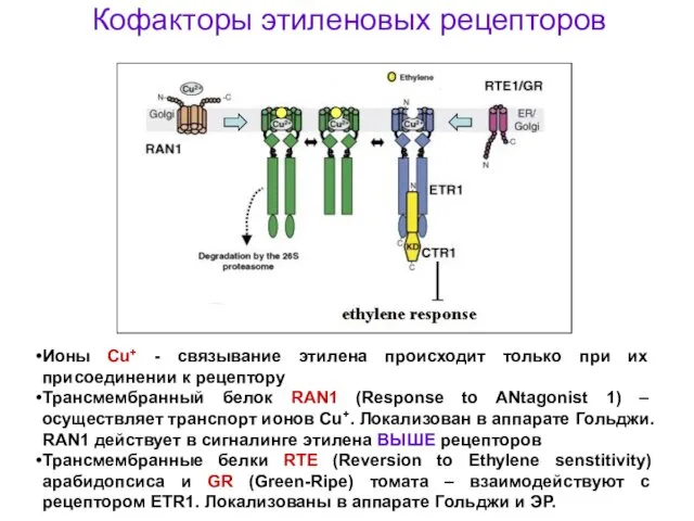 Кофакторы этиленовых рецепторов Ионы Cu+ - связывание этилена происходит только