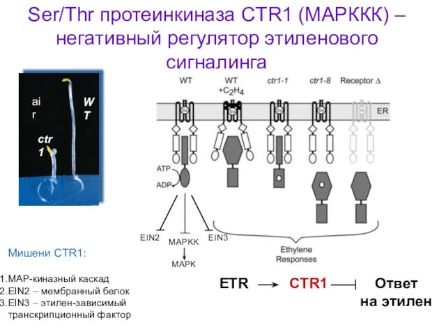 Ser/Thr протеинкиназа CTR1 (МАРККК) – негативный регулятор этиленового сигналинга ETR