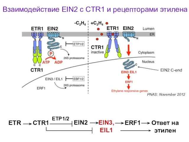 Взаимодействие EIN2 с CTR1 и рецепторами этилена PNAS: November 2012