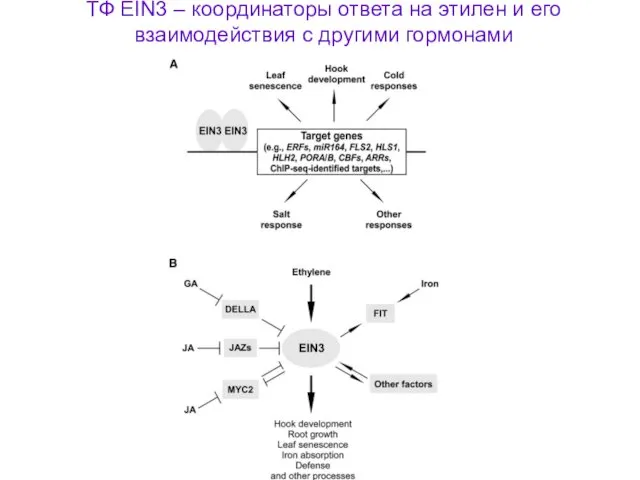 ТФ EIN3 – координаторы ответа на этилен и его взаимодействия с другими гормонами