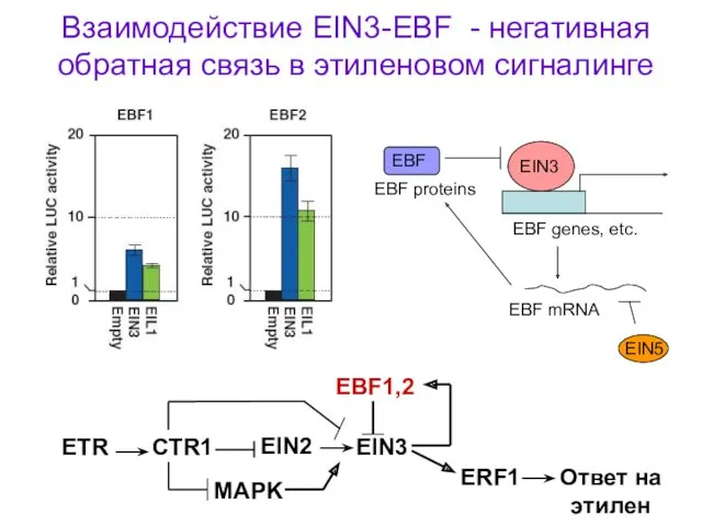 EIN3 EBF genes, etc. EBF mRNA EBF proteins Взаимодействие EIN3-EBF