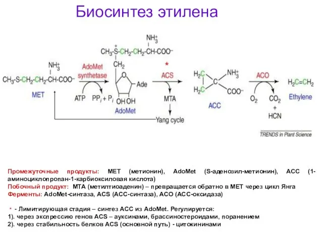 Биосинтез этилена